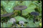 Dunkelgrauer Rötling-Entoloma melanochroum
