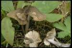 Rauhhütiger Zärtling-Entoloma scabropellis