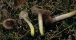 Gelbfüssiger Ellerling-Hygrocybe flavipes