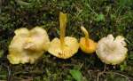 Schnürsporiger Saftling-Hygrocybe quieta