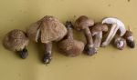 Schwarzfüssiger Risspilz-Inocybe tenebrosa