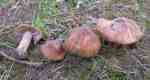 Falscher Höckersporrisspilz-Inocybe pseudohiulca