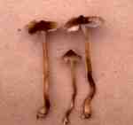 Rundknolliger Risspilz-Inocybe assimilata
