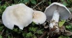 Lavendelfarbener Rötelritterling-Lepista glaucocana