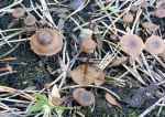 Kohlengraublatt-Lyophyllum anthracophilum