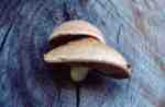 Abweichender Schüppling-Pholiota heteroclita