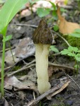 Halbfreie (K�ppchen-)Morchel-Mitrophora semilibera