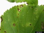:-Venturia tremulae
