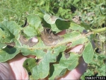 :-Didymella bryoniae