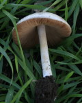 Grosser Scheidling-Volvariella gloiocephala