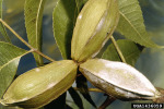 :-Microsphaera penicillata