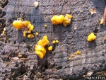 Riesengallertträne-Dacrymyces chrysospermus