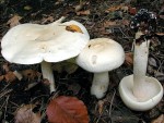 Gerippter Gasritterling-Tricholoma stiparophyllum