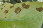 Kartoffel-Hornbasidie-Thanatephorus cucumeris