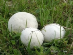 Schwärzender Eierbovist-Bovista nigrescens