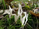 Runzelige Blasskoralle-Clavulina rugosa
