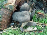 Vielgestaltige Holzkeule-Xylaria polymorpha
