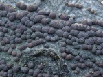 Rötliche Kohlenbeere-Annulohypoxylon fragiforme