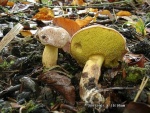 Goldporiger Röhrling-Aureoboletus gentilis