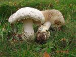 Eierwulstling-Amanita ovoidea