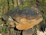 Eichen-Feuerschwamm-Phellinus robustus