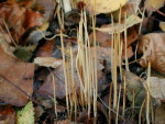 Binsenkeule-Macrotyphula filiformis
