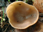 Buchenwaldbecherling-Peziza arvernensis