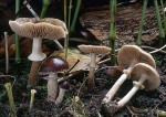 Lederbrauner Erdschüppling-Agrocybe erebia