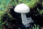 Schneescheidenstreifling-Amanita nivalis