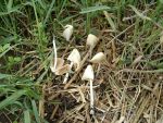 Milchweisses Samthäubchen-Conocybe lactea