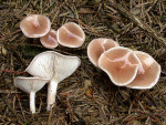 Fleischfalber Trichterling-Clitocybe diatreta