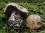 Bunter Klumpfuss-Cortinarius dibaphus