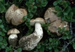 Zwergbirken-Raufuß-Leccinum rotundifoliae