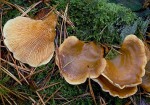Gemeiner Muschelkrempling-Tapinella panuoides