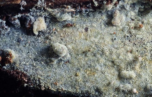 Schiffchensporige Traubenbasidie-Botryobasidium botryosum