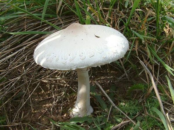 Acker-Riesenschirmpilz-Macrolepiota excoriata