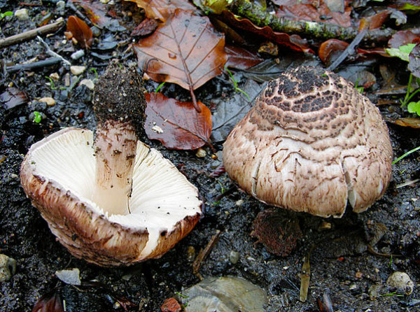 Fleischbräunlicher Schirmling-Lepiota brunneoincarnata