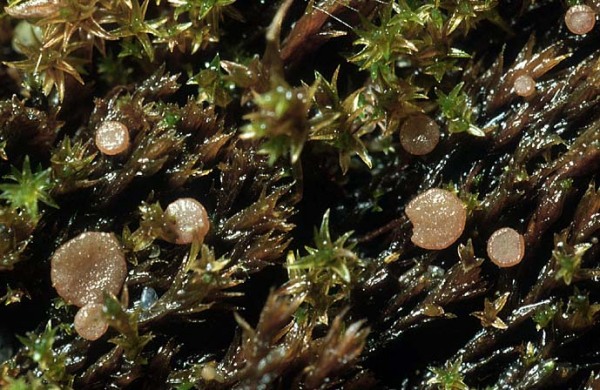 Bryoscyphus dicrani