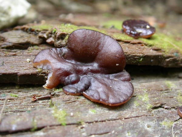 Pachyella violaceonigra Violettschwarzer Dickbecherling