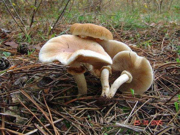 Südlicher Ackerling-Agrocybe cylindracea