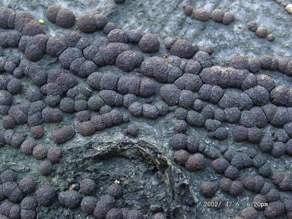 Rötliche Kohlenbeere-Annulohypoxylon fragiforme