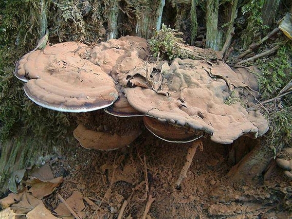 Flacher Lackporling-Ganoderma lipsiense