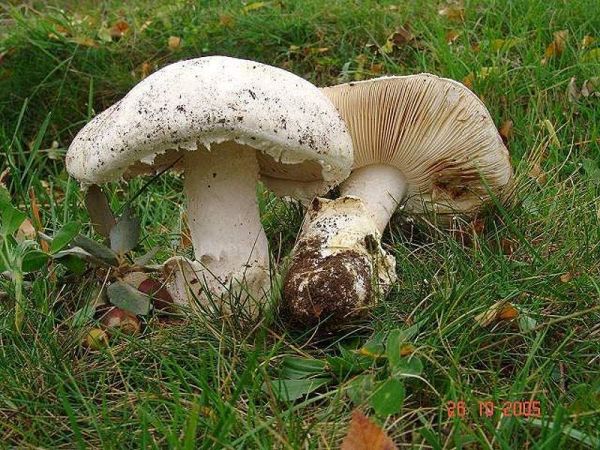 Eierwulstling-Amanita ovoidea