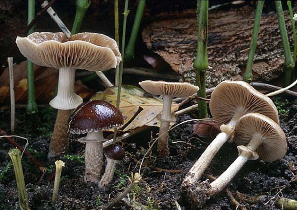Lederbrauner Erdschüppling-Agrocybe erebia