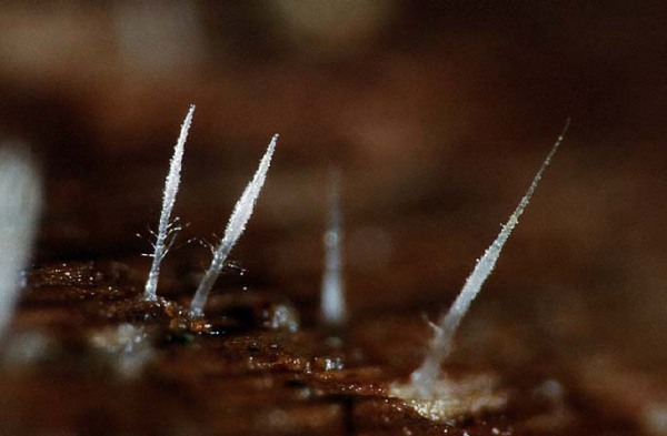 Ceratellopsis aculeata