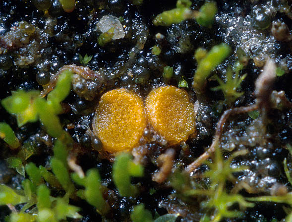 Lamprospora leptodictya