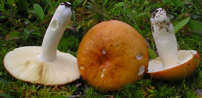 Russula intermedia - Weicher Dottertäubling