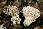 Kammförmige Blasskoralle-Clavulina cristata