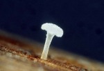 : Pistillina-Pistillina hyalin