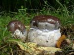 Schleiereule-Cortinarius praestans